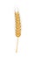 Wheat in gold design