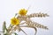 Wheat  and golden daisies on white background