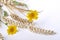 Wheat  and golden daisies on white background