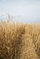 Wheat golden field