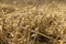 wheat golden and sharp stubble after harvesting