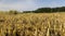 wheat golden and sharp stubble after harvesting