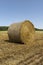 wheat golden and sharp stubble after harvesting