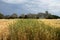 wheat grain crop in a field in a farm growing in rows. growing a crop in a of wheat seed heads mature ready to harvest. barley