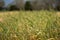 wheat grain crop in a field in a farm growing in rows. growing a crop in a of wheat seed heads mature ready to harvest. barley