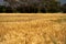 wheat grain crop in a field in a farm growing in rows. growing a crop in a of wheat seed heads mature ready to harvest. barley