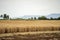 wheat grain crop in a field in a farm growing in rows. growing a crop in a of wheat seed heads mature ready to harvest. barley