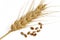 Wheat grain and ear