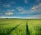 Wheat grain farm green field of cereal plants on background blue sky