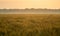 Wheat grain field in amazing sunrise light