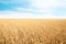 Wheat grain field on sunny day