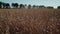 Wheat grain field on sunny day. Cereal farming