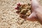 Wheat grain in hand. Harvest in hand of farmer. Healthy wholegrain. Cereal grain seed. Barley agriculture. Hand of farmer with