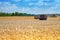 Wheat grain harvesting machine in the field.