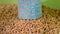 Wheat grain heap closeup, seeds diversity,
