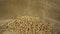 Wheat grain kernels falling on pile of wheat kernels on burlap sack