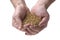 Wheat grain in man\'s hands