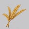 Wheat grain. Realistic golden ears of barley or rye. Agricultural plant on transparent background. Packaging template