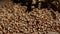 Wheat grains agricultural crop harvest. Rotation. Close up