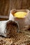 Wheat grains and cornflour on a wooden table