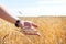 Wheat grains in a farmer\'s hands on the wheat field background. ripe ear in a man\'s hand. Cereal harvesting. Agricultural theme