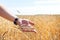 Wheat grains in a farmer`s hands on the wheat field background. ripe ear in a man`s hand. Cereal harvesting. Agricultural theme