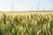 Wheat grains field with wind turbines