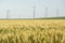 Wheat grains field with wind turbines in the background