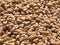 Wheat grains indian crop