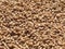 Wheat grains indian crop