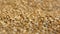 Wheat grains on a yellow background. 2 Shots. Horizontal pan. Close-up.