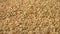 Wheat grains on a yellow background. 2 Shots. Horizontal pan. Close-up.