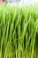 Wheat grass