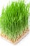 Wheat grass