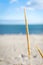 Wheat grass close up bright beach ocean