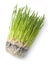 Wheat Grass Green health Food