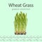 Wheat Grass Image