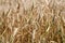 Wheat grass screen saver