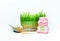 Wheat grass sprouts in a plastic container and a piggy with the inscription HEALTHY FOOD