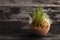 Wheat Grass Sprouts in a Wooden bowl