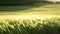 Wheat green field agriculture. The wind sways wheat in the field, waves of crops at sunset. Agricultural business