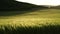 Wheat green field agriculture. The wind sways wheat in the field, waves of crops at sunset. Agricultural business