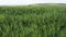 Wheat green field and sage in the foreground swaying in the wind, beautiful countryside landscape