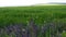 Wheat green field and sage in the foreground swaying in the wind, beautiful countryside landscape