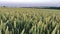 Wheat green field in summer