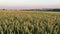 Wheat green field in summer