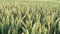 Wheat green field in summer