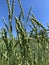 Wheat growing in a field