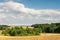 Wheat growing among trees. Fast moving clouds in the background.