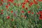 Wheat guarded by poppies  2